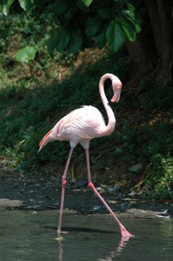 büyük flamingo