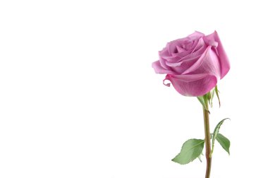 Purple rose with copy space clipart