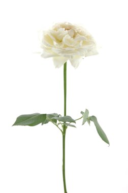 White rose clipart