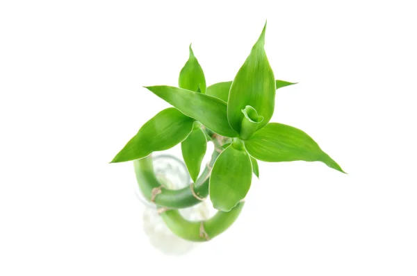 stock image Lucky bamboo