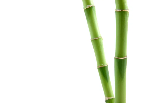 Caules de bambu sorte — Fotografia de Stock