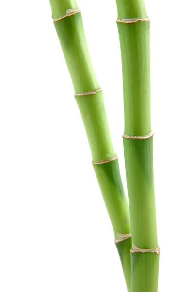 Lucky bamboo stengels — Stockfoto