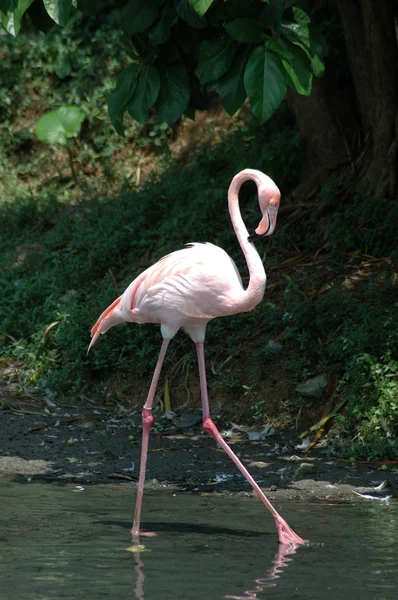 Greater flamingo — Stock Photo, Image