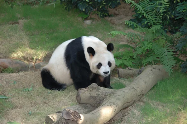 Megadja a panda — Stock Fotó