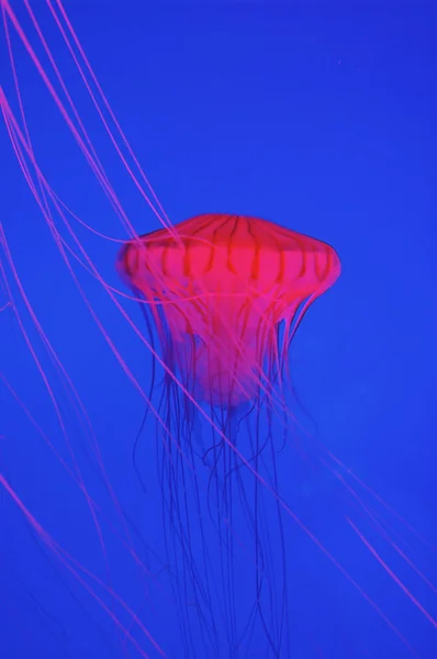 红色水母 — 图库照片