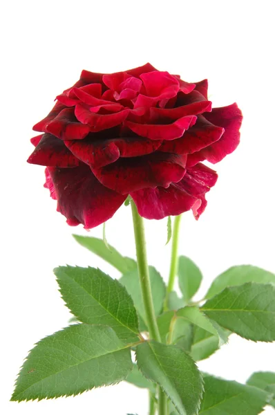Nahaufnahme einer roten Mini-Rose — Stockfoto