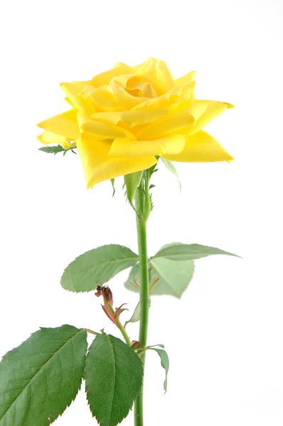 Primo piano della rosa gialla — Foto Stock
