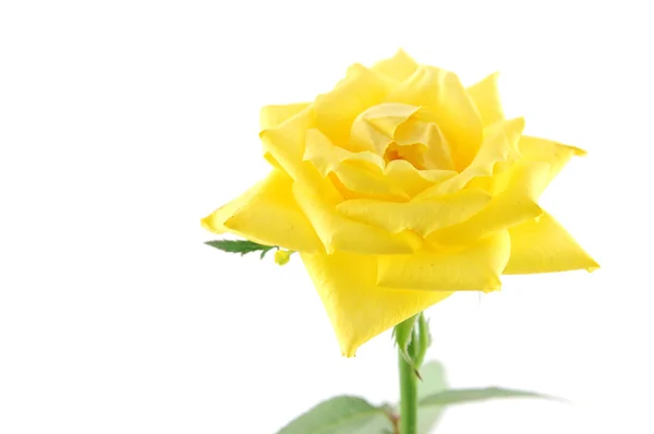 黄色のバラの終わり — ストック写真