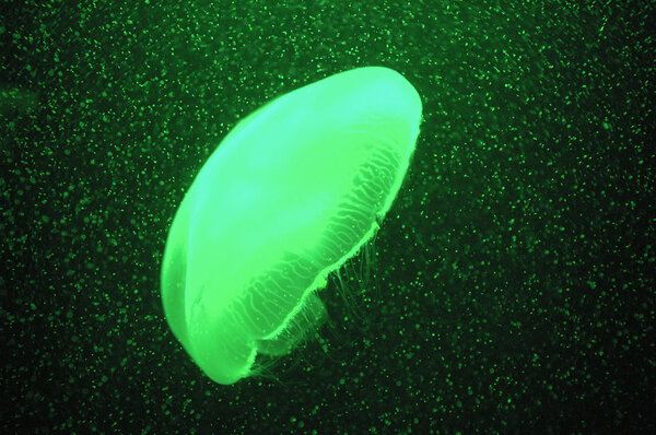 Green jellyfish