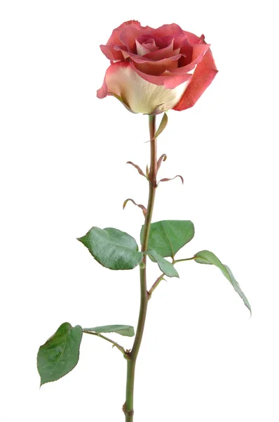 巧克力红玫瑰 — 图库照片