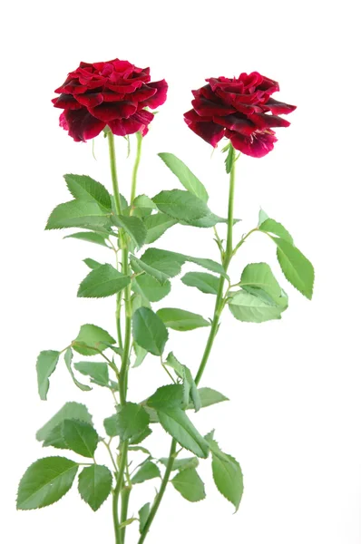 Mini red roses — Stock Photo, Image