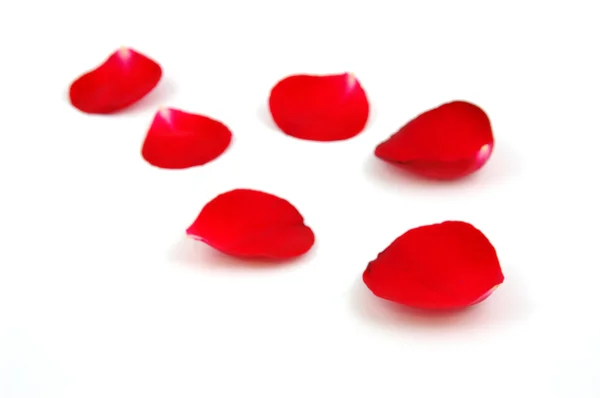 stock image Red rose petals