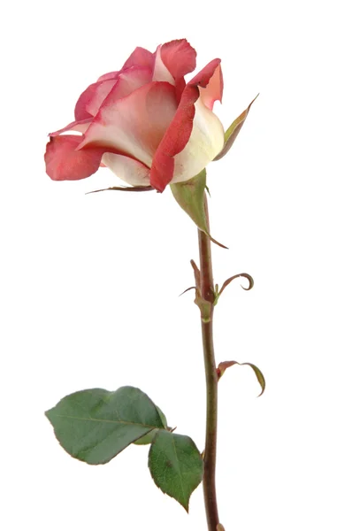 チョコレートの赤いバラ — ストック写真