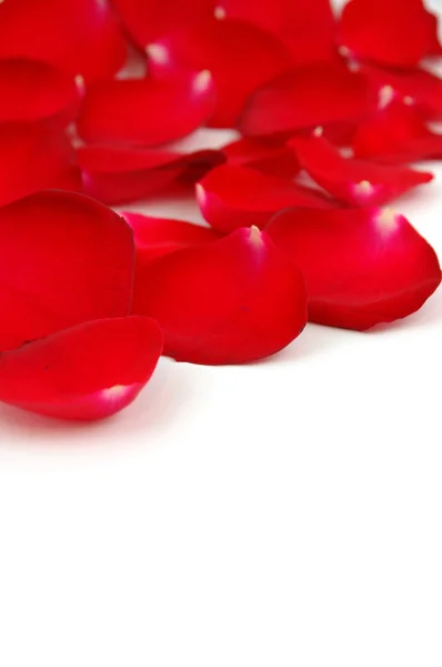 Red rose petals with copyspace — Stock Photo, Image