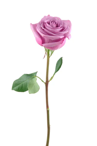 Пурпурная роза — стоковое фото