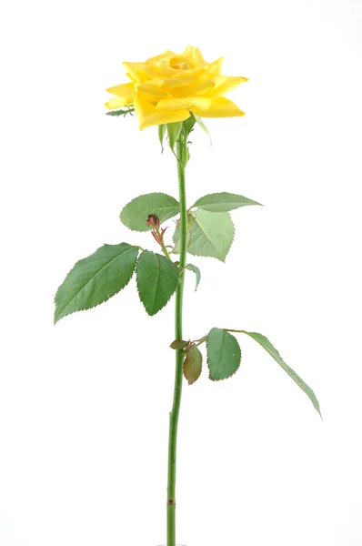 stock image Yellow rose