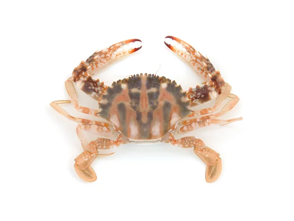 Live crab — Stock Photo, Image