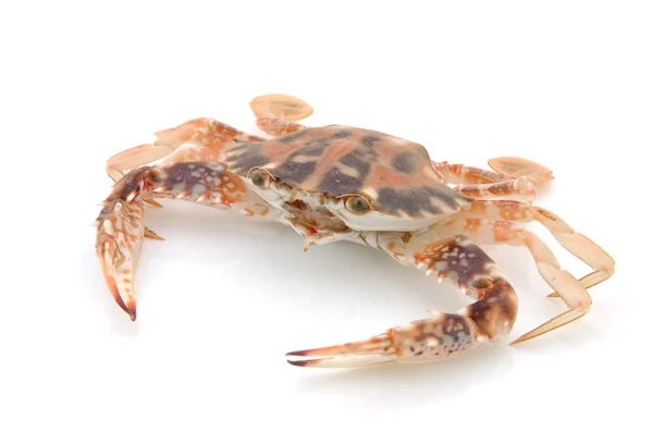 Lebende Krabben — Stockfoto