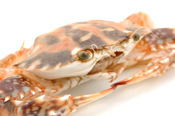 Live crab macro — Stock Photo, Image