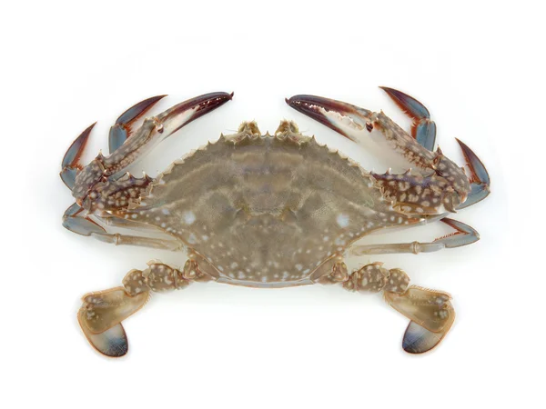 Lebende Krabben — Stockfoto