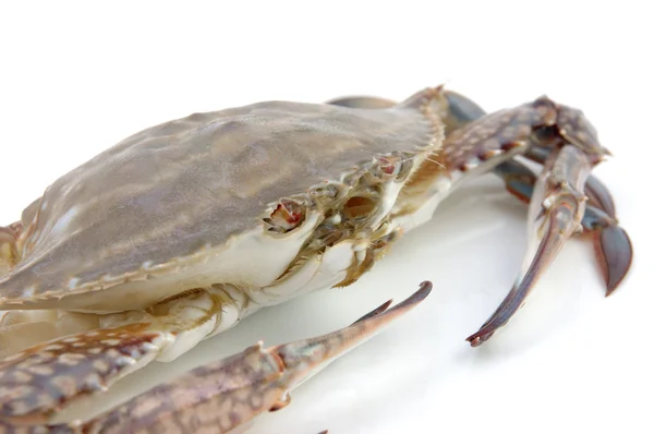 Live crab macro — Stock Photo, Image