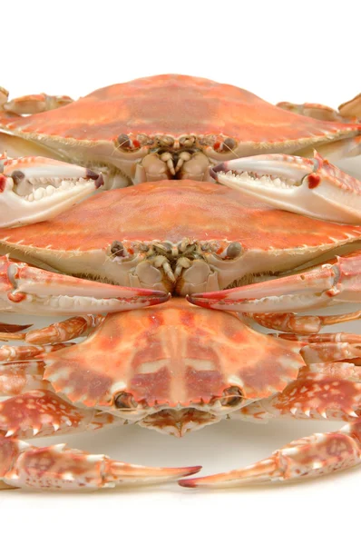 Boiled crab line up — Stock Photo, Image