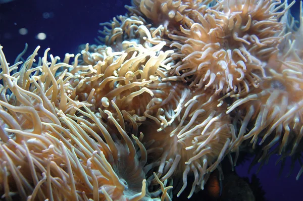 珊瑚的关门 — 图库照片