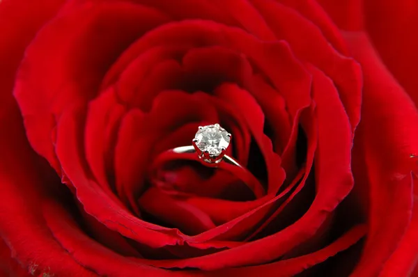 Engagement ring in red rose — Stock Photo, Image