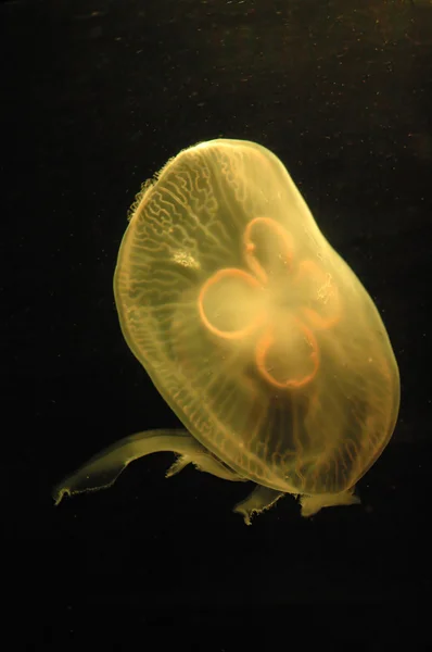 黄色水母 — 图库照片