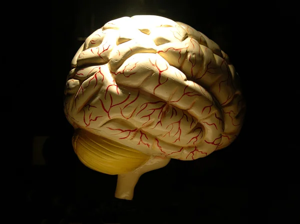 stock image Human brain Model