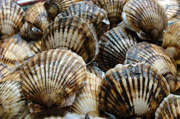 Fruits de mer : Pétoncles — Photo