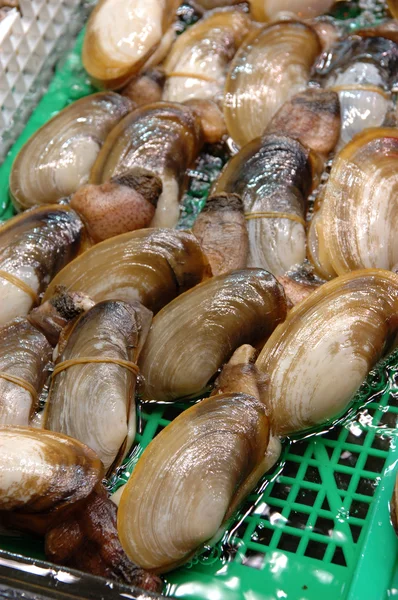 海鲜: 象鼻蚌 — 图库照片