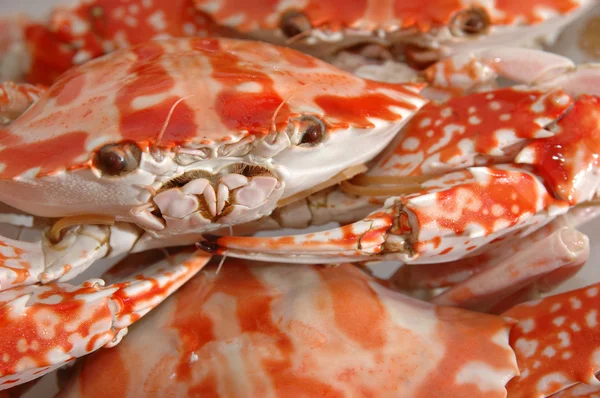 Nahaufnahme von gekochten Krabben — Stockfoto