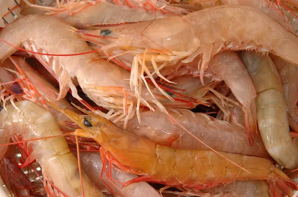 Live shrimp — Stock Photo, Image