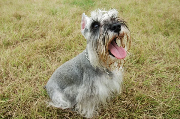 Stock image Schnauzer