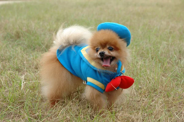 stock image Pomeranian