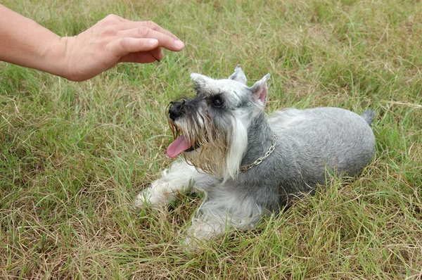 stock image Schnauzer