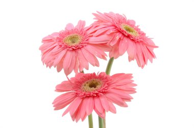 pembe gerber daisies