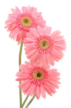 pembe gerber daisies