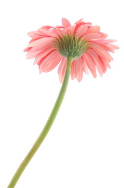 pembe gerber daisy alt