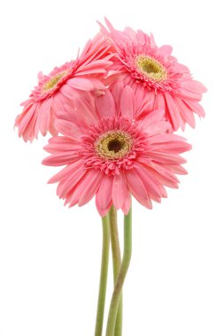 pembe gerber daisies