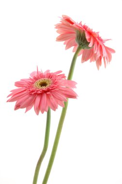 pembe gerber daisies