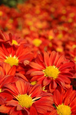 Close up of red chrysanthemums