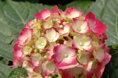 pembe-sarı hydrangea macrophylla