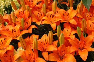 Orange lilies