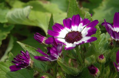 Mor-beyaz senecio cineraria