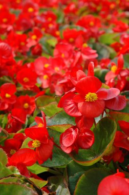 Red begonia clipart