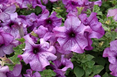 Purple petunias clipart