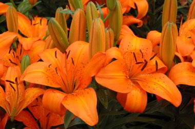 Orange lilies