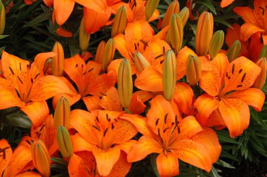 Orange lilies